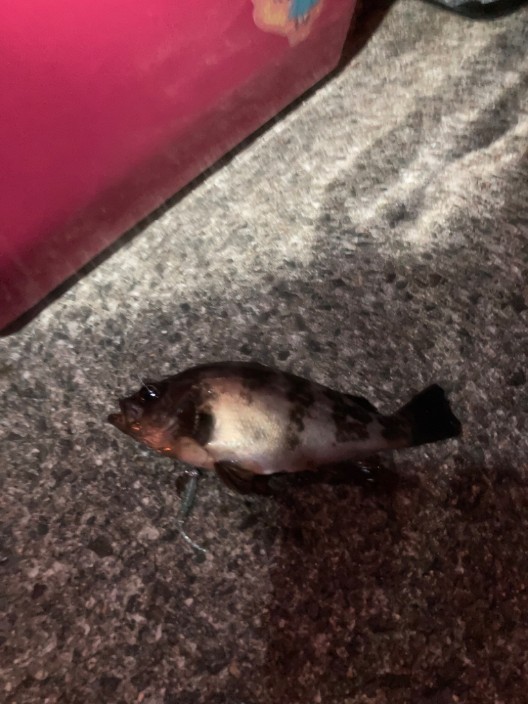 アジフライを探してメバリング?