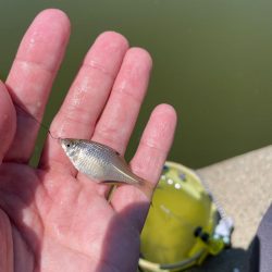 親子でタナゴ釣り