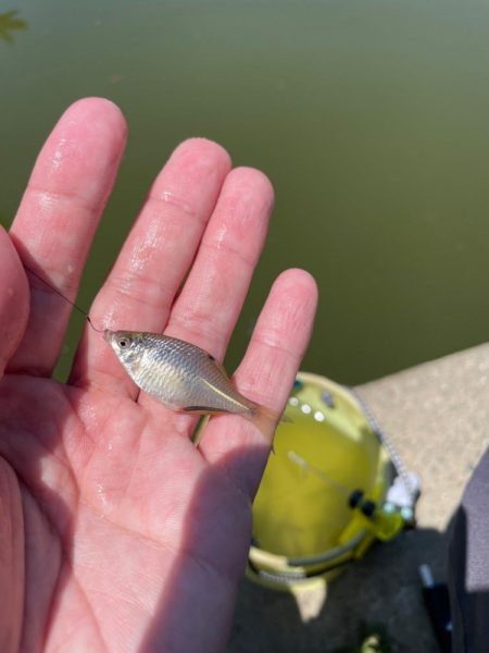 親子でタナゴ釣り