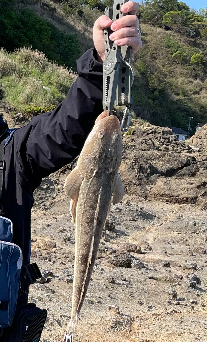 エギングの間にフラットフィッシュ