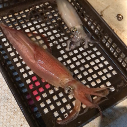 シーズン先取りイカメタル！