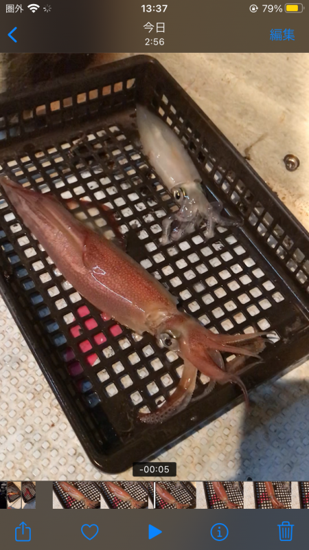 シーズン先取りイカメタル！