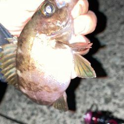 明石海峡メバル釣行