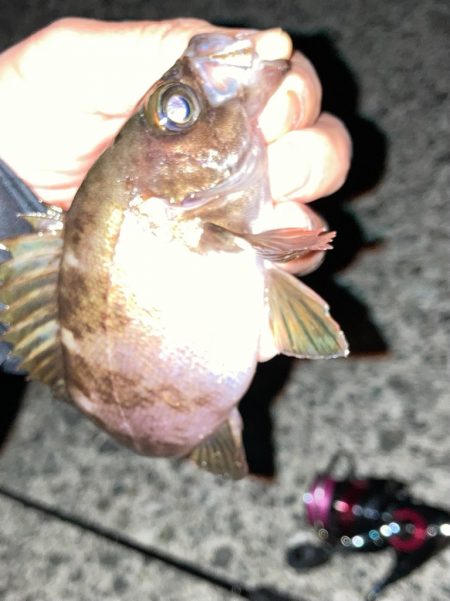 明石海峡メバル釣行