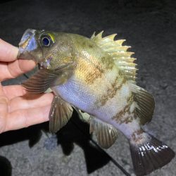 深夜のメバリング