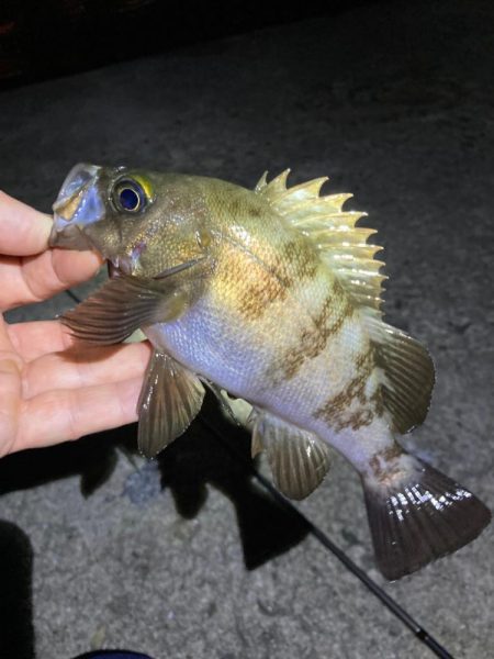 深夜のメバリング