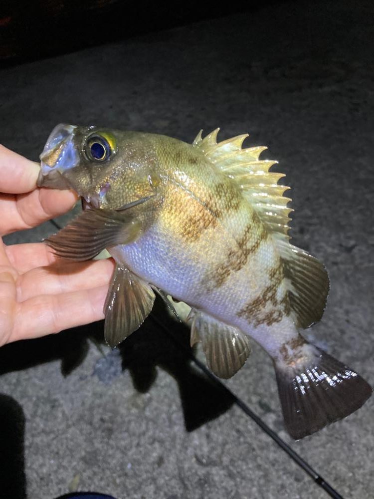 深夜のメバリング