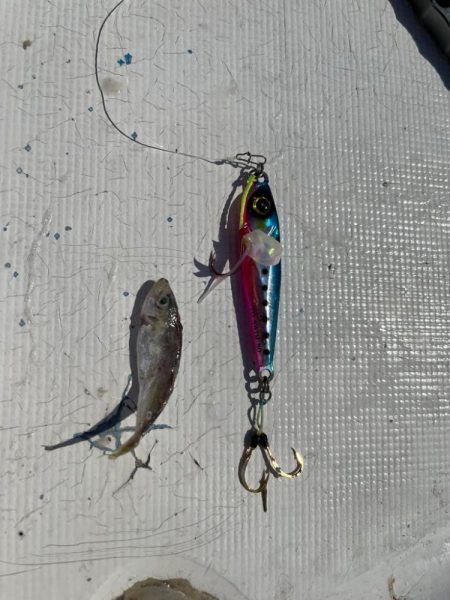 ジャックアイTGスイムがグッドサイズのオオモンハタにどハマり！