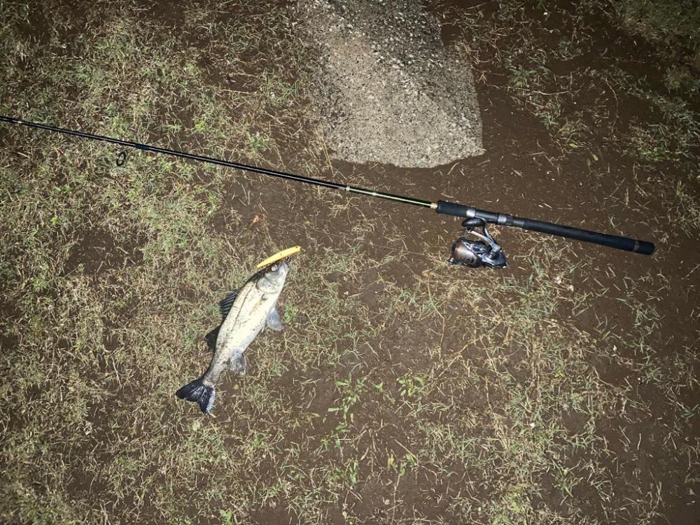 雨上がりシーバス