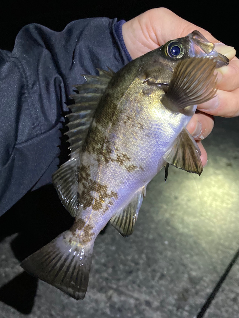 ジグ単ドリフト