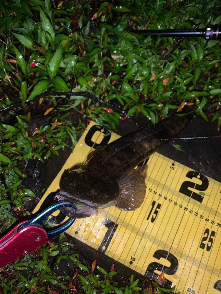 雨が降って好釣⁉︎