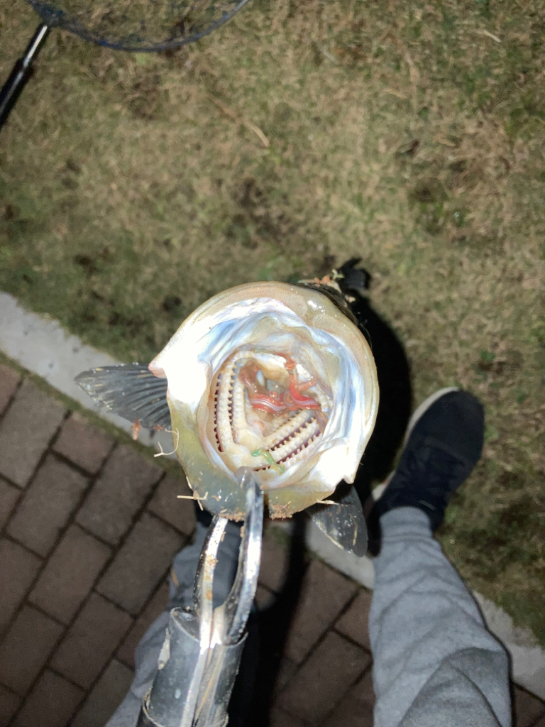 港湾バチハイシーズン