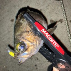 ガシラプラッギング