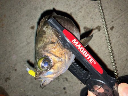 ガシラプラッギング