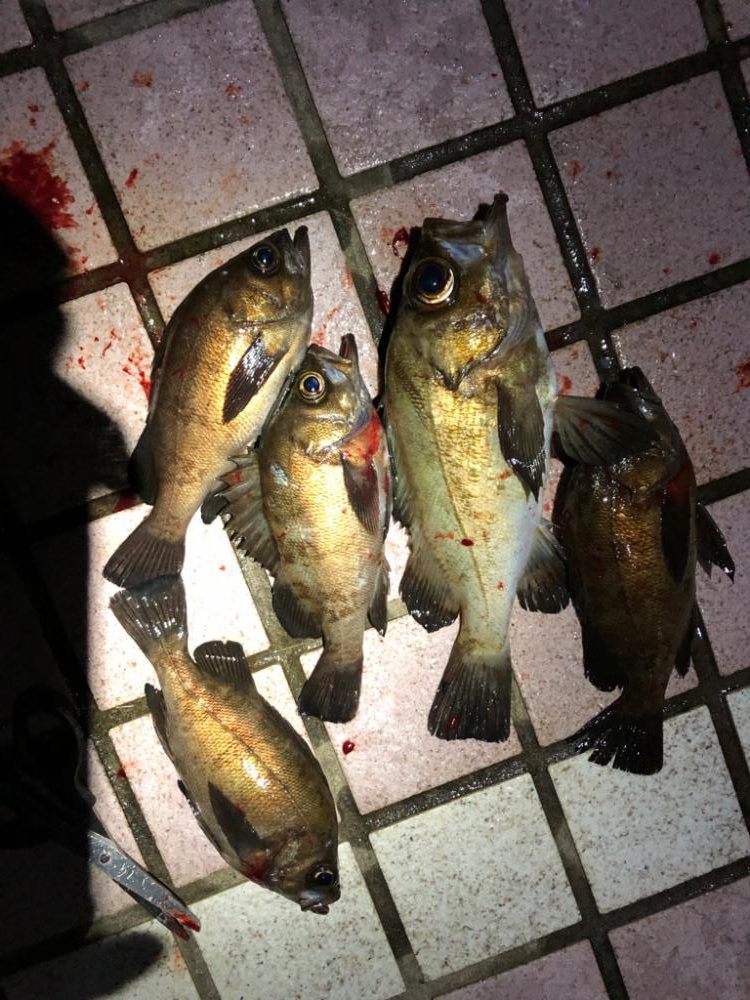 プラグvsワーム