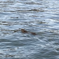 今年最後の稚鮎サビキ