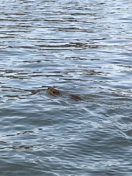 今年最後の稚鮎サビキ
