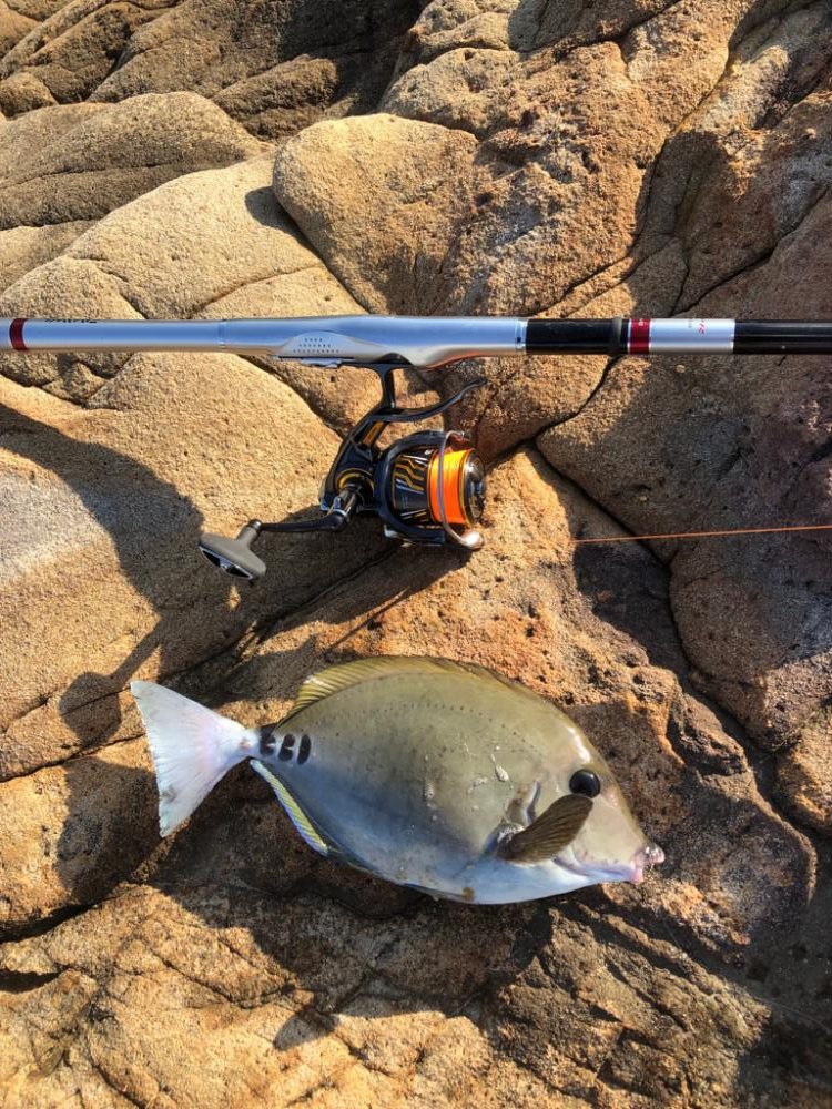梅雨グレ 磯釣り