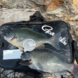 フカセ釣り釣行