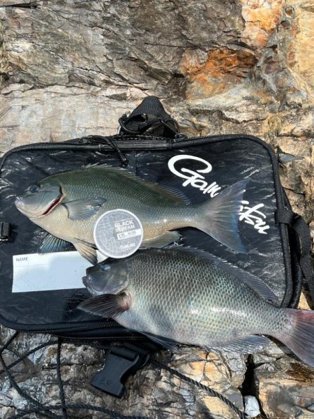 フカセ釣り釣行