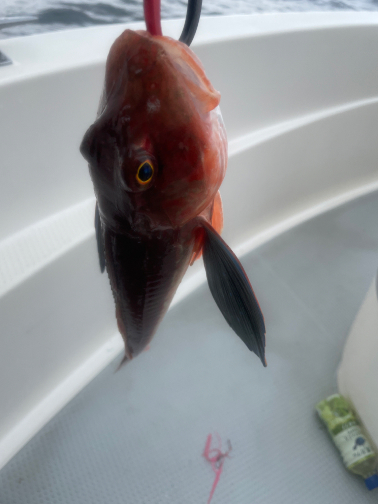 仕立船でタイラバ