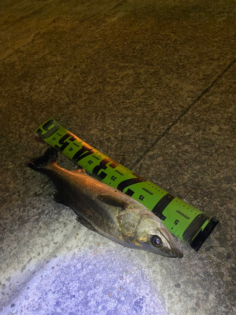 ヘチってきました