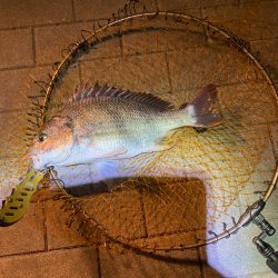 ヘチってきました