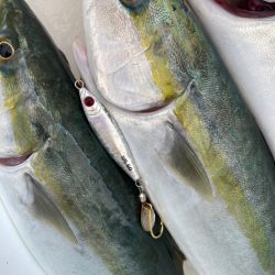 明石沖ジギング