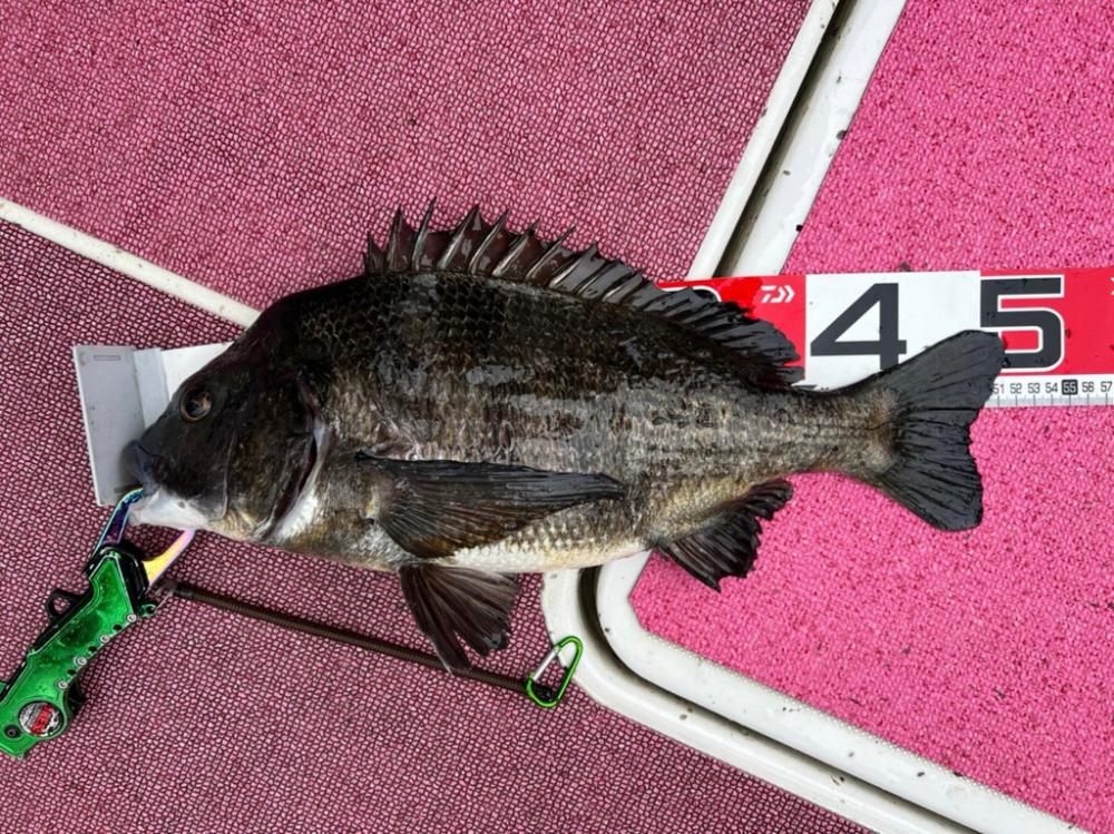 クロダイキャンディ