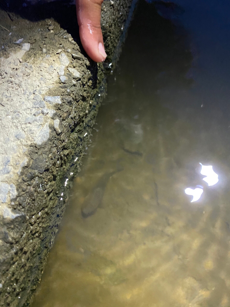 夕涼みの河川ミャク釣り