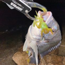 花火大会直後でも釣れる