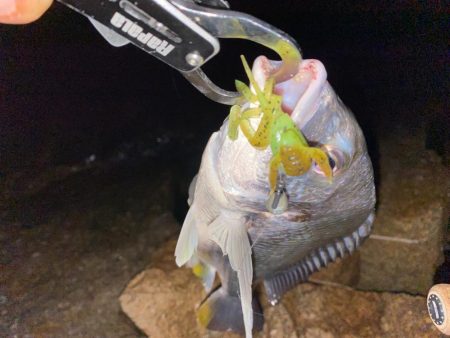 花火大会直後でも釣れる