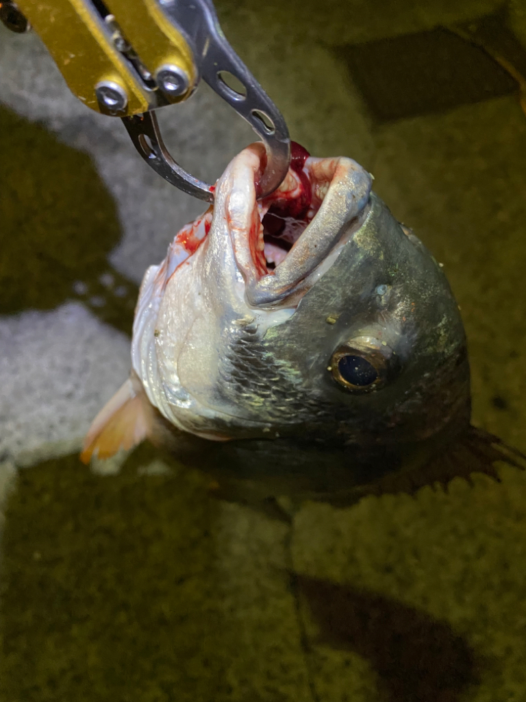 ヘチってきました