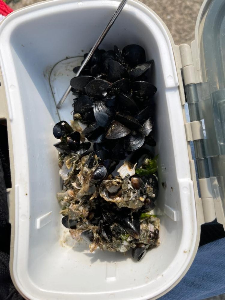 スライダーのチヌ