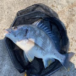 大阪北港チヌヘチ釣り