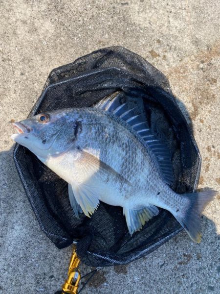 大阪北港チヌヘチ釣り