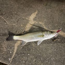 キス釣りからのバチ抜けシーバス