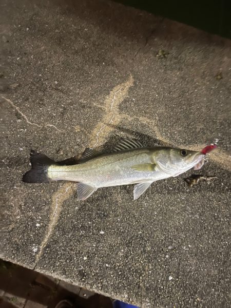 キス釣りからのバチ抜けシーバス