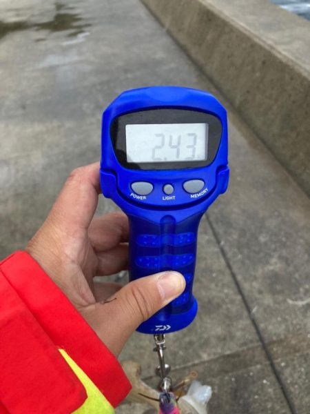 今シーズン初アオリ!記録更新!