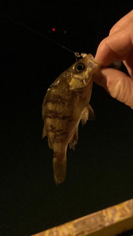 トリプルクロスで春メバリング