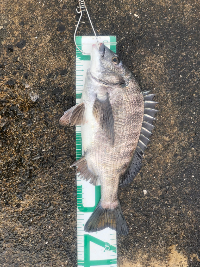 チヌ落とし込み