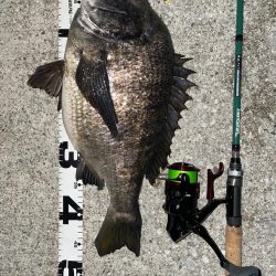 70upのシーバスとメタボ体型のチヌ