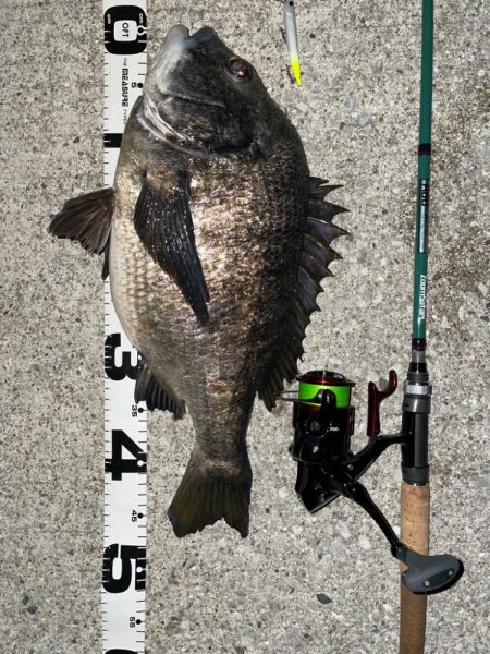 70upのシーバスとメタボ体型のチヌ