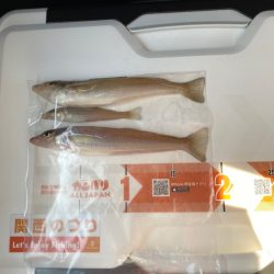 ゴールデンウィーク後半 淡路島へ、キス釣りに