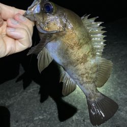 メバル好調です