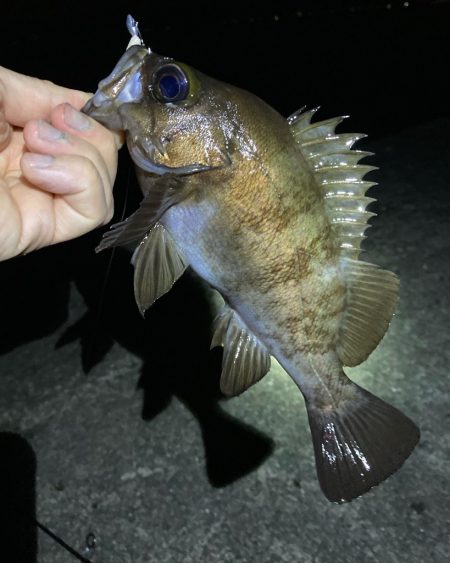 メバル好調です