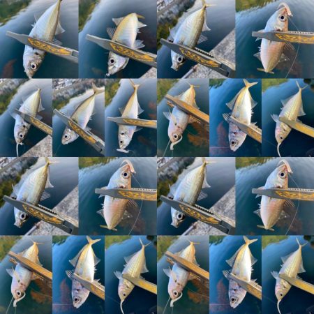 型狙いのマズメ勝負