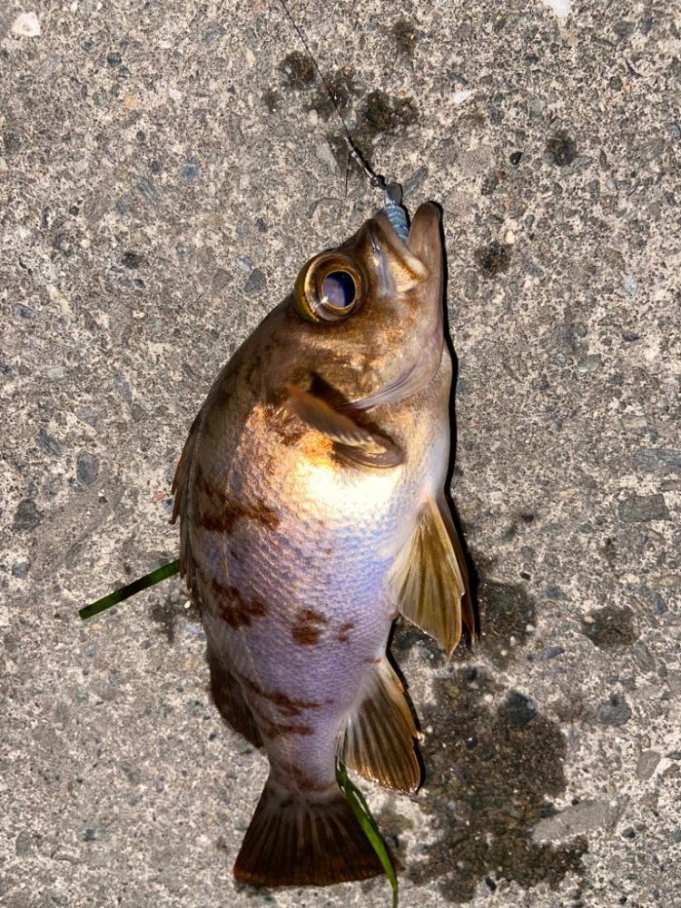 マイクロベイト