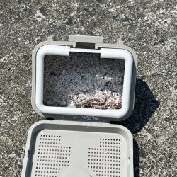 鳥取サーフでキス釣り