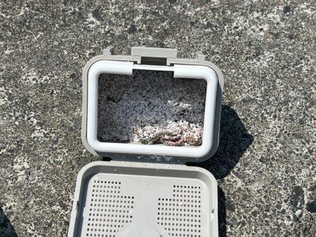 鳥取サーフでキス釣り